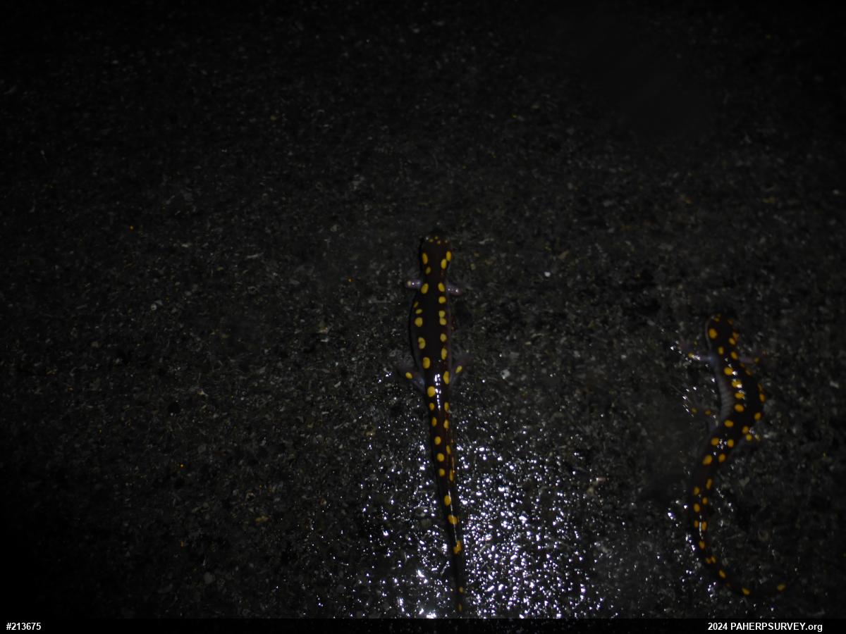 Spotted Salamander