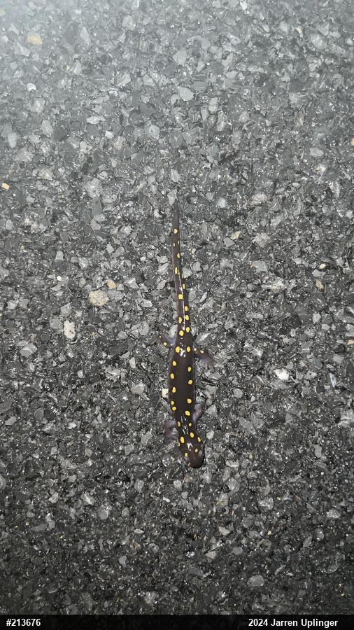 Spotted Salamander