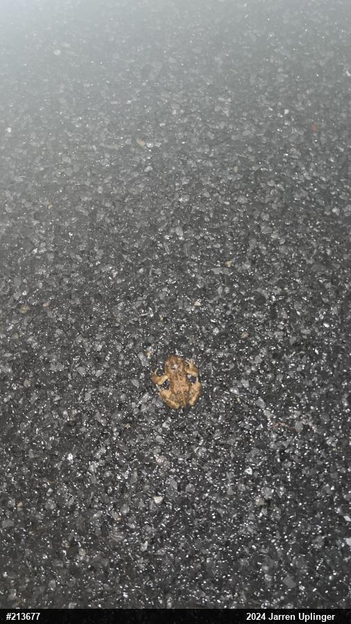 Eastern American Toad