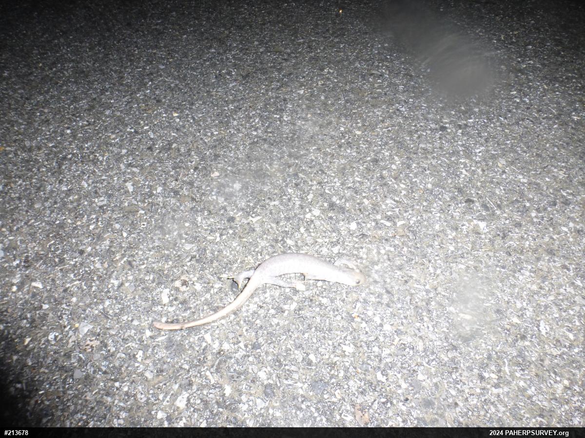 Jefferson Salamander