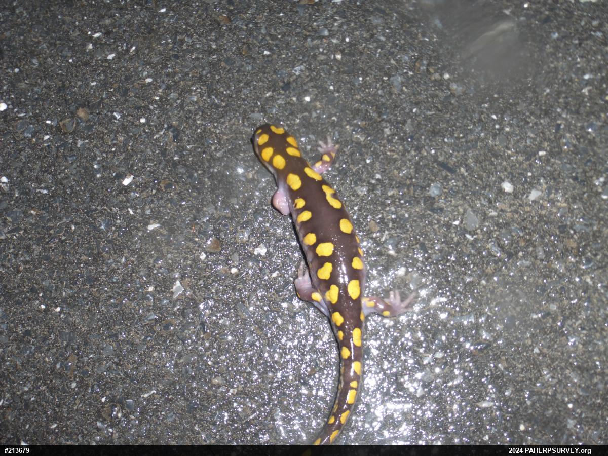 Spotted Salamander