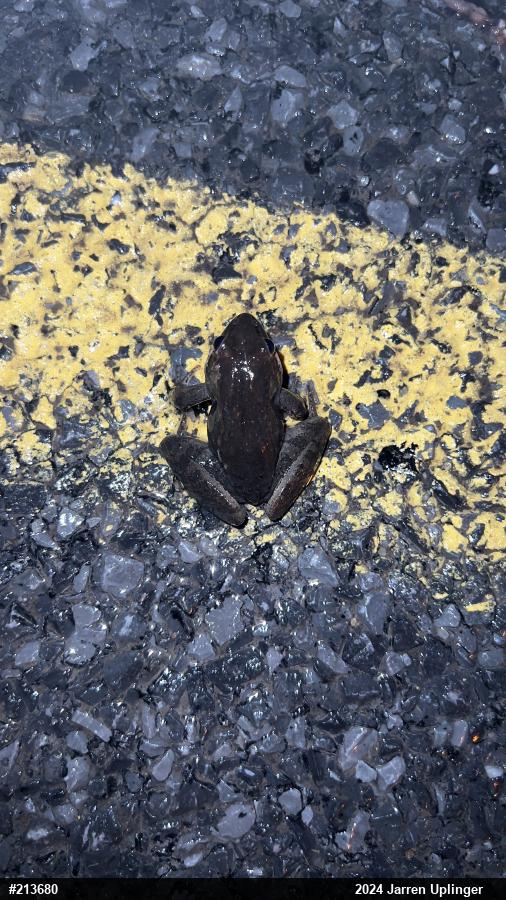 Wood Frog