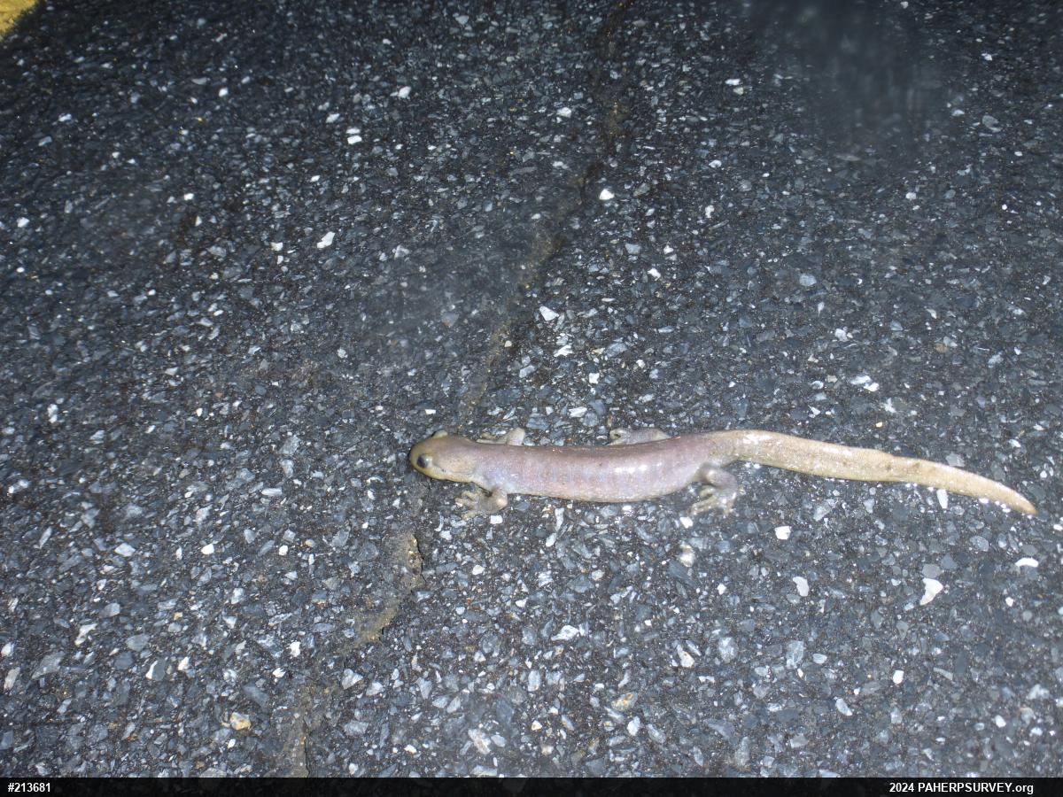 Jefferson Salamander