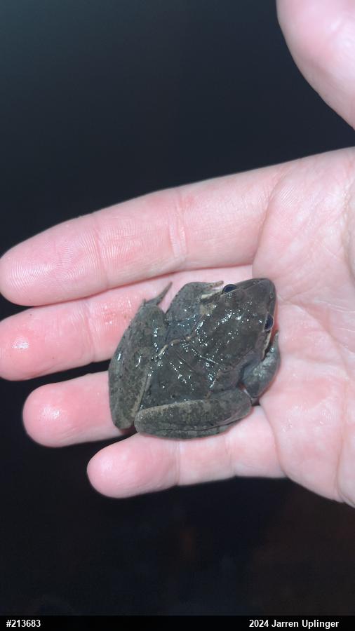 Wood Frog