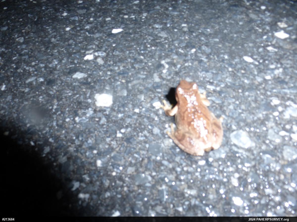 Spring Peeper