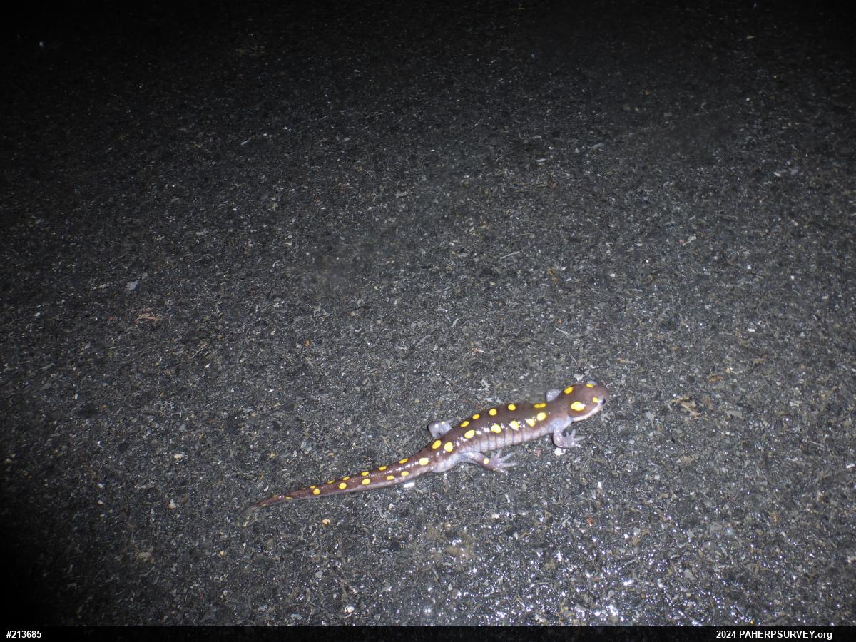 Spotted Salamander