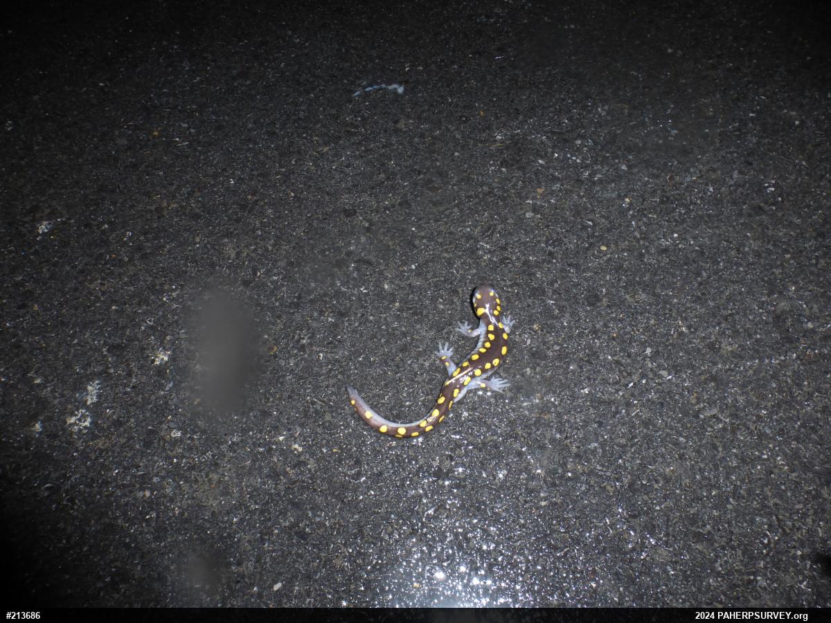 Spotted Salamander