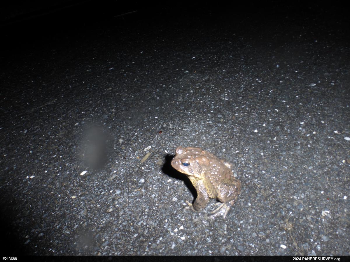 Eastern American Toad