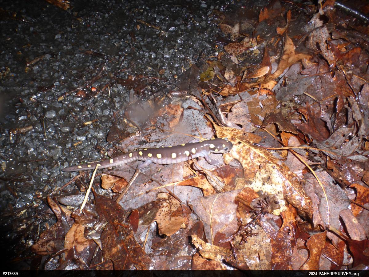 Spotted Salamander