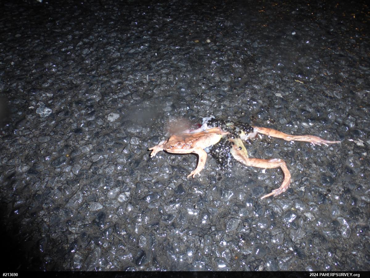 Wood Frog