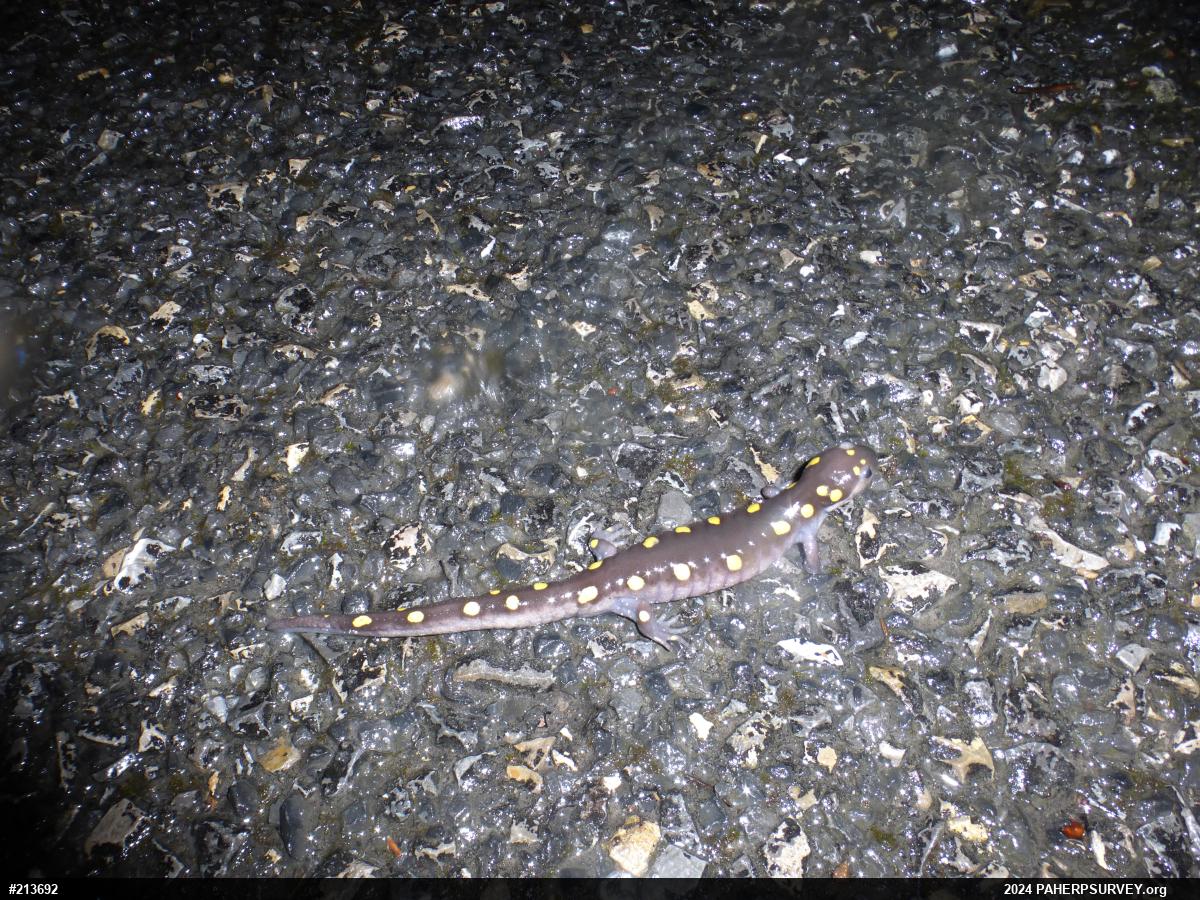 Spotted Salamander