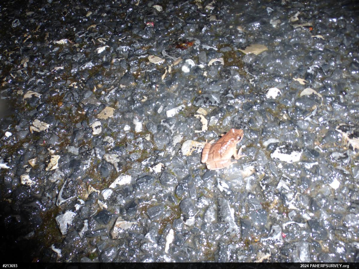 Spring Peeper