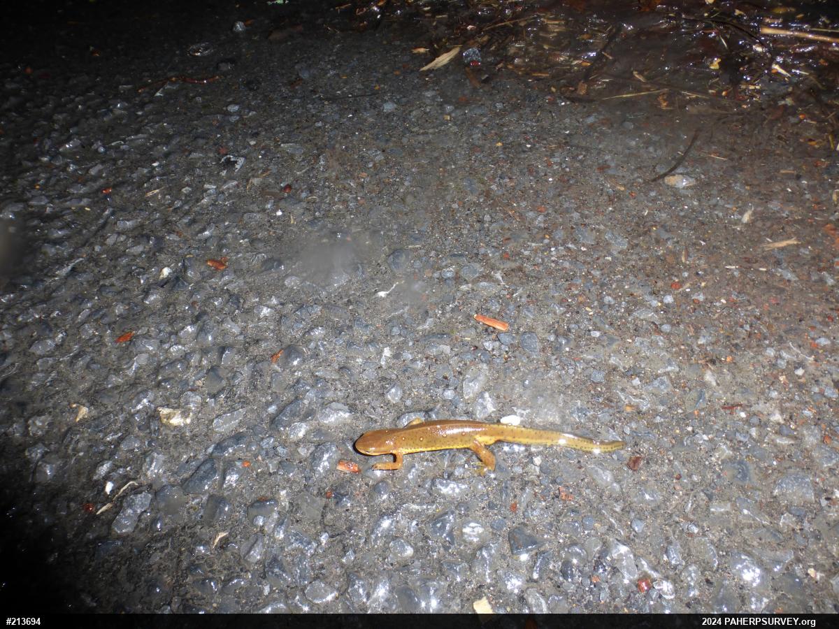 Red-spotted Newt