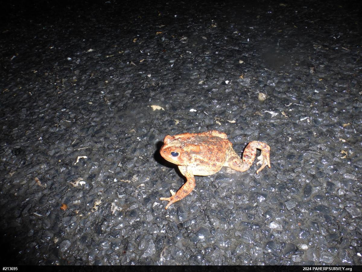 Eastern American Toad