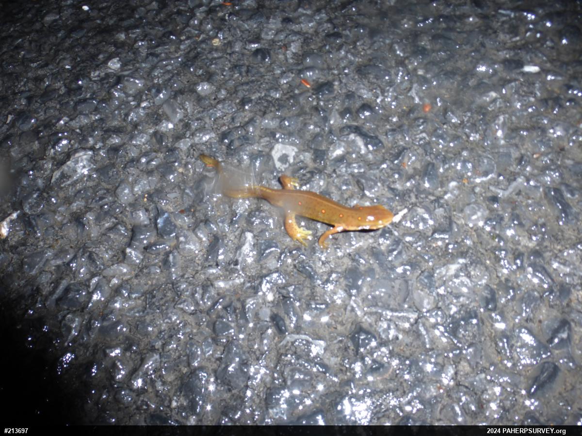 Red-spotted Newt