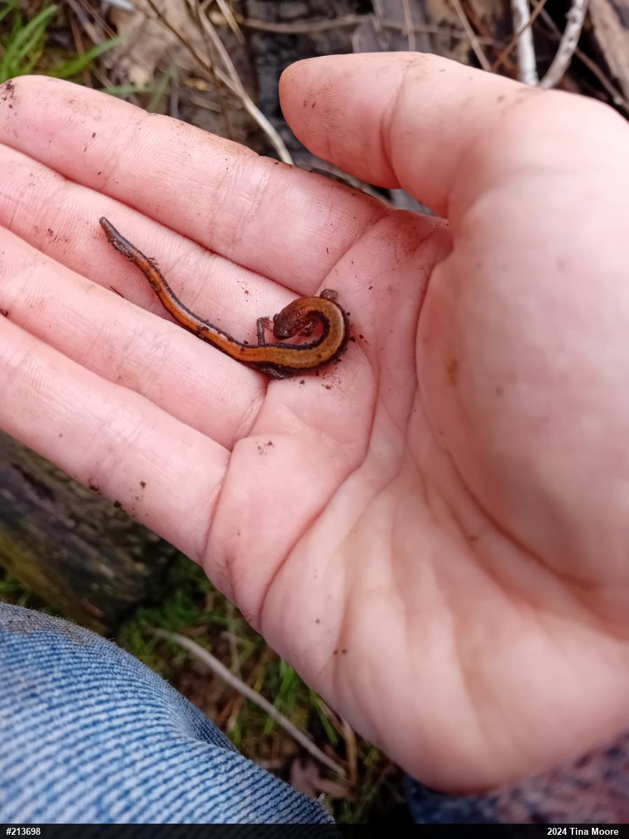 Eastern Red-backed  Salamander