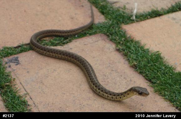 Eastern Gartersnake