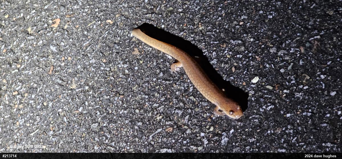 Northern Spring Salamander