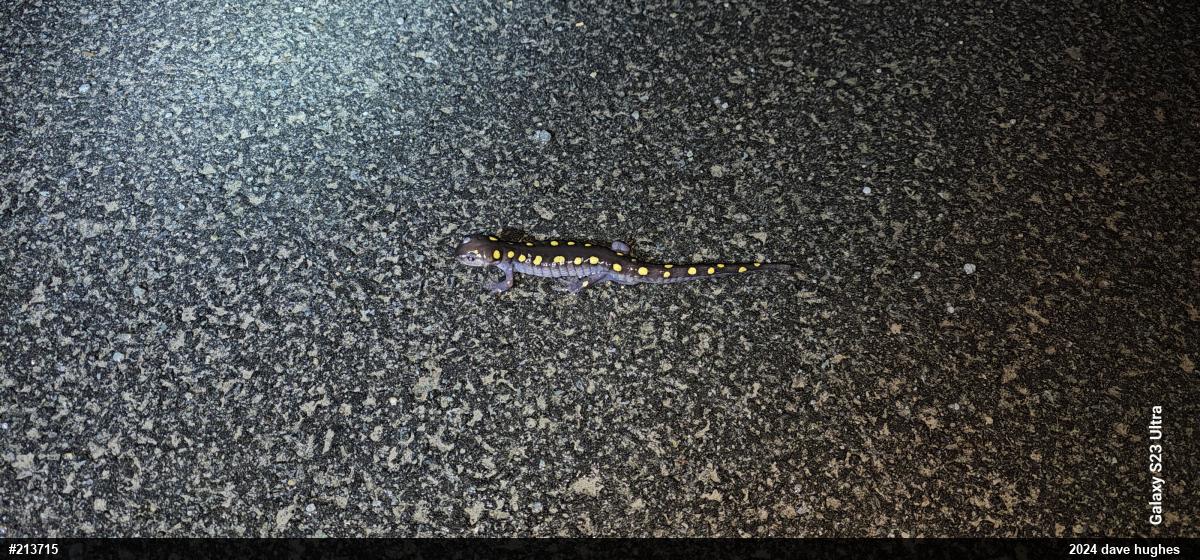 Spotted Salamander
