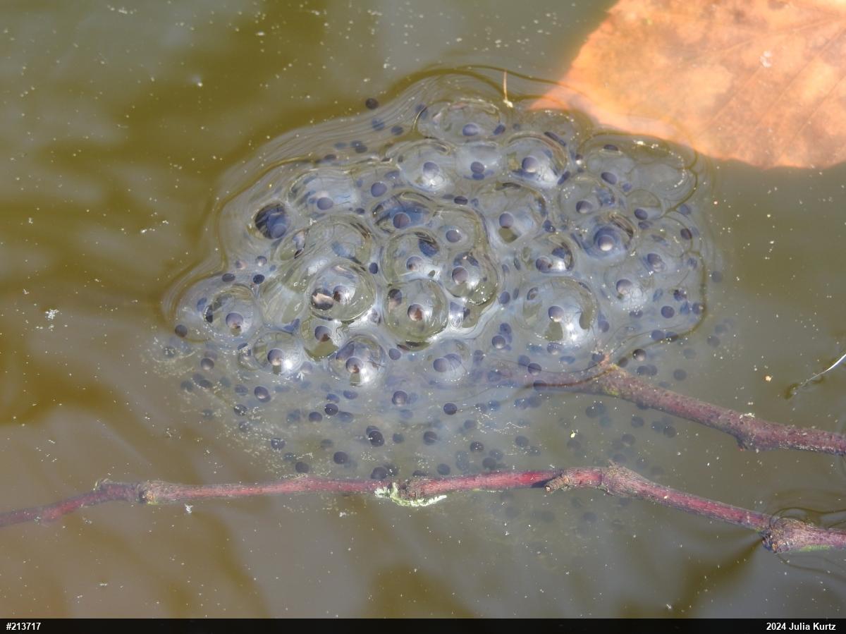 Wood Frog