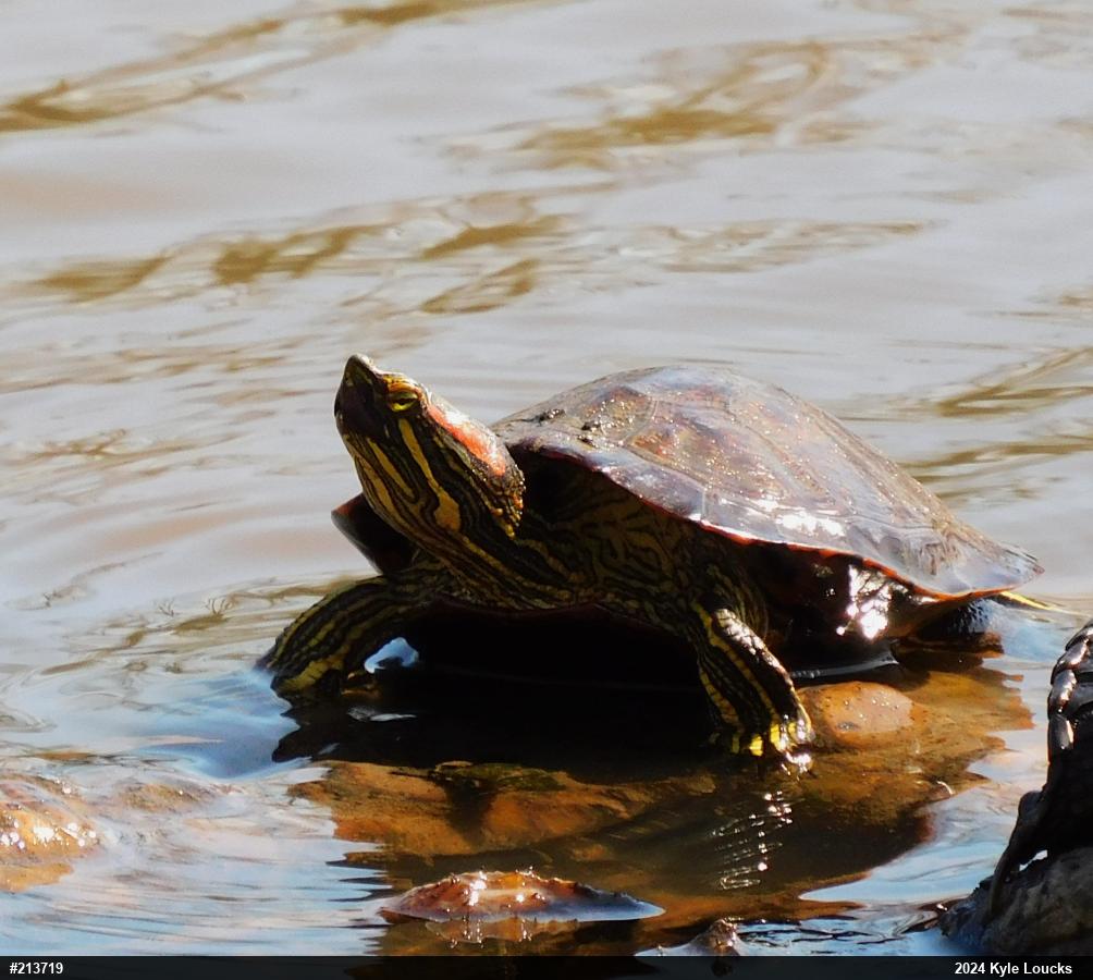 Red-eared Slider