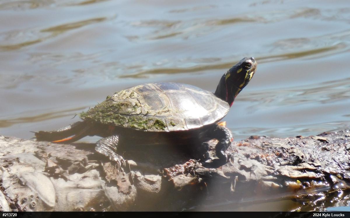 Eastern Painted Turtle