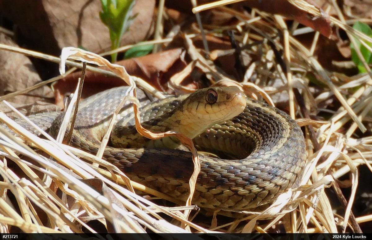 Eastern Gartersnake
