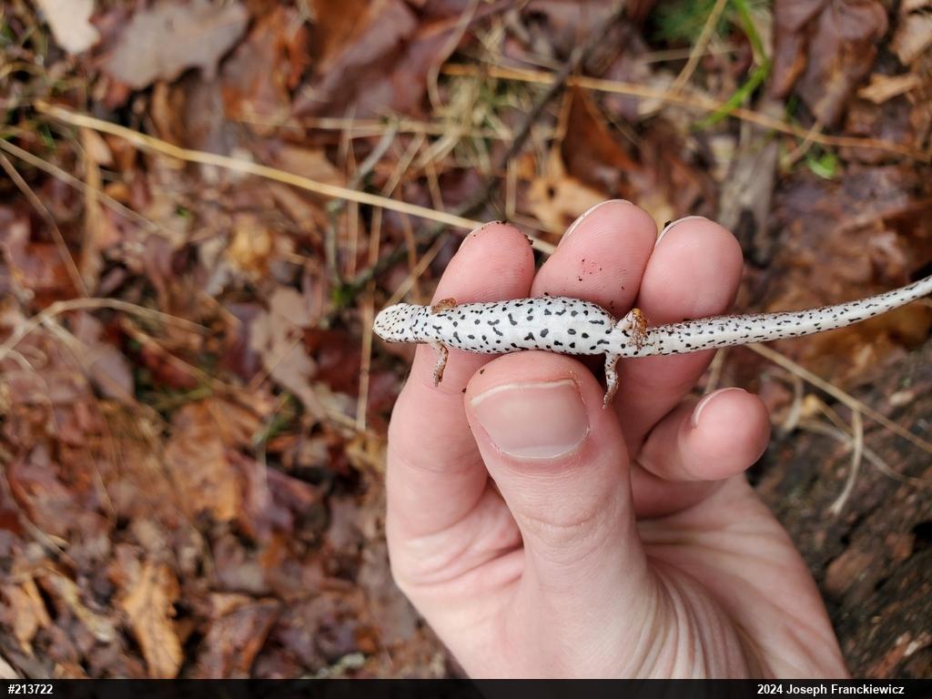 Four-toed Salamander