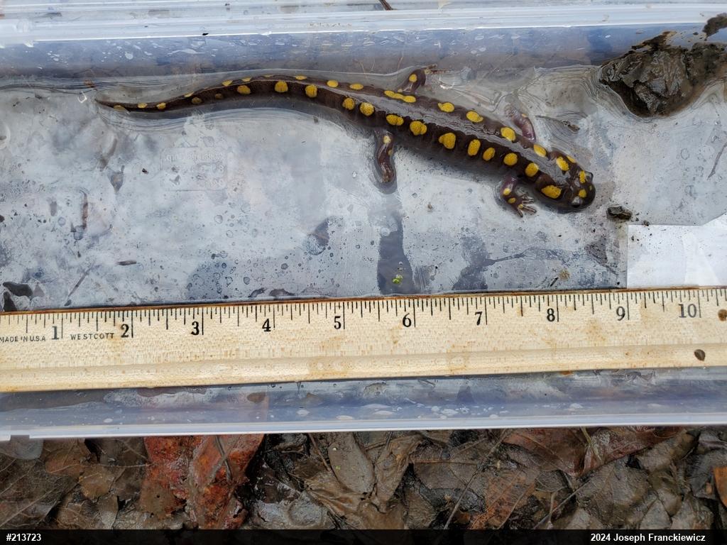 Spotted Salamander