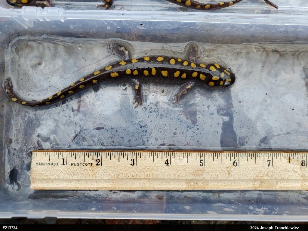 Spotted Salamander