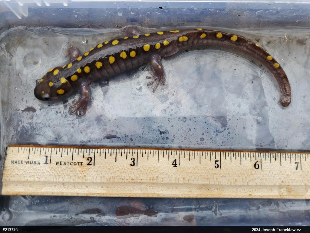 Spotted Salamander