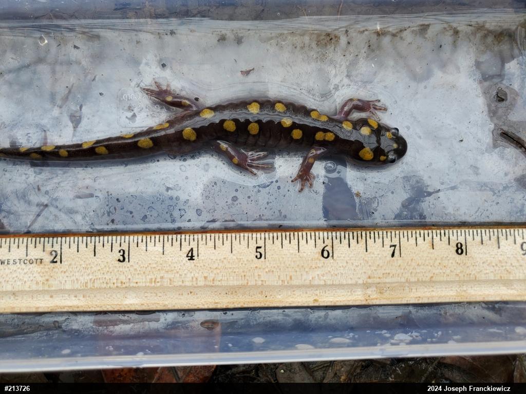 Spotted Salamander