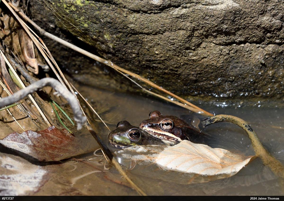 Wood Frog