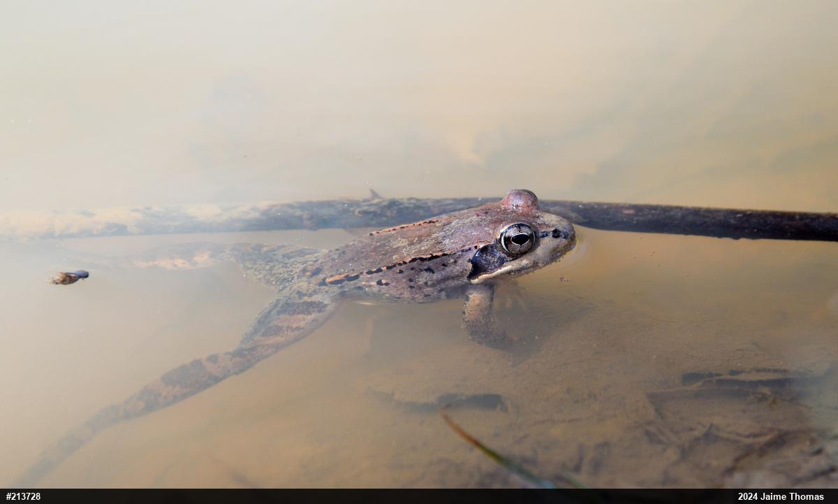 Wood Frog
