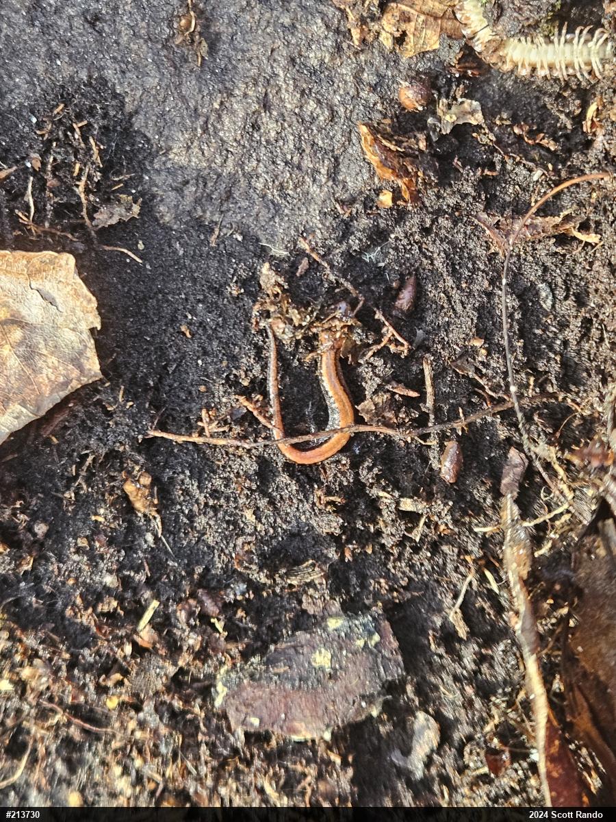 Eastern Red-backed  Salamander