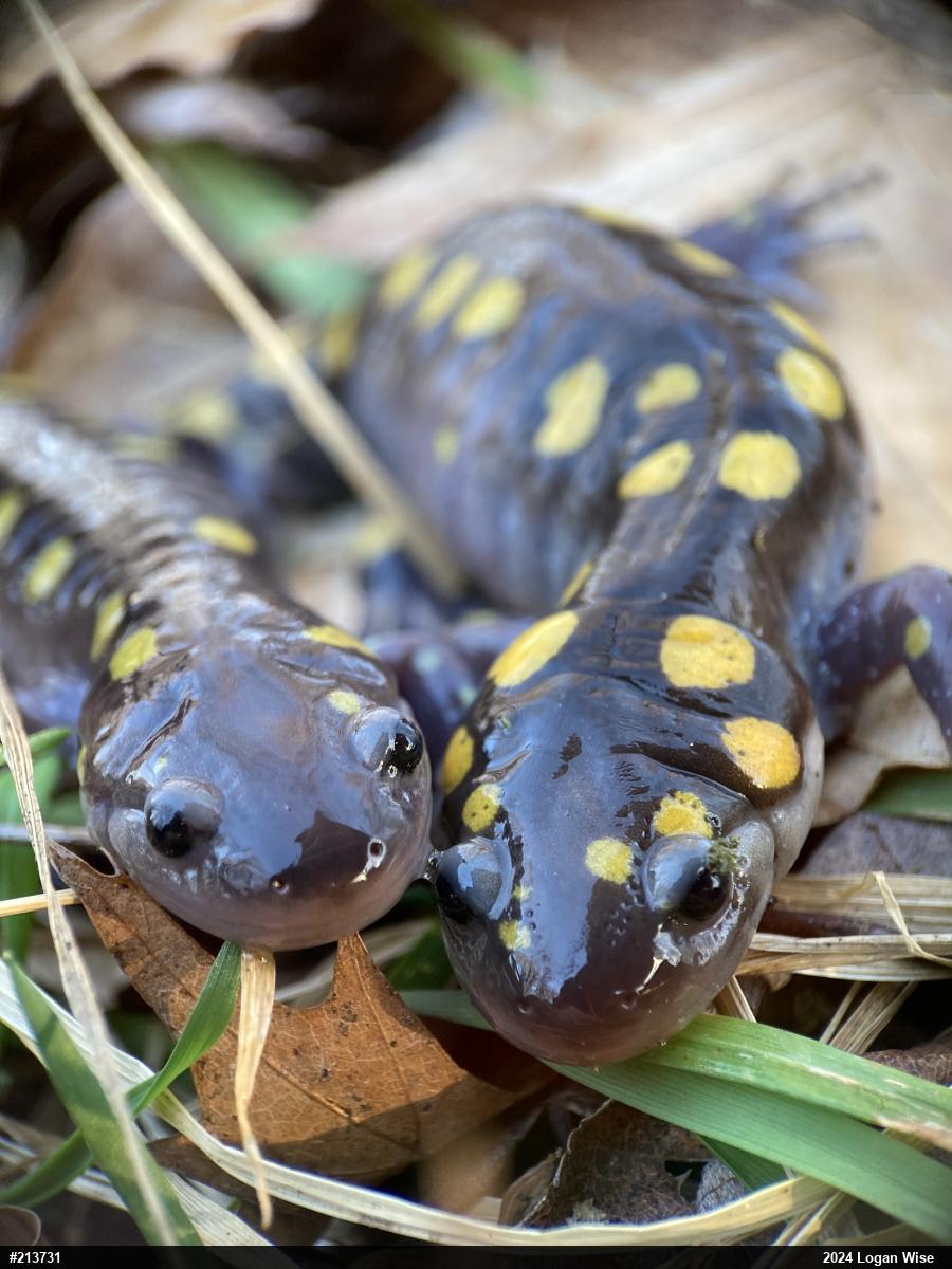 Spotted Salamander