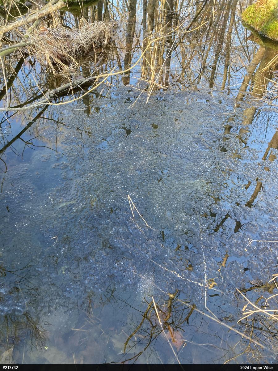 Wood Frog