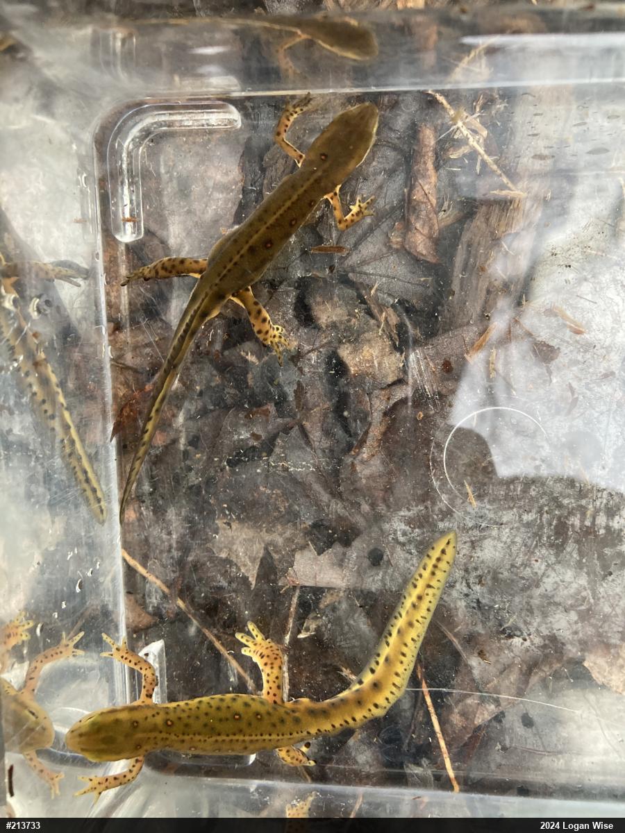 Red-spotted Newt