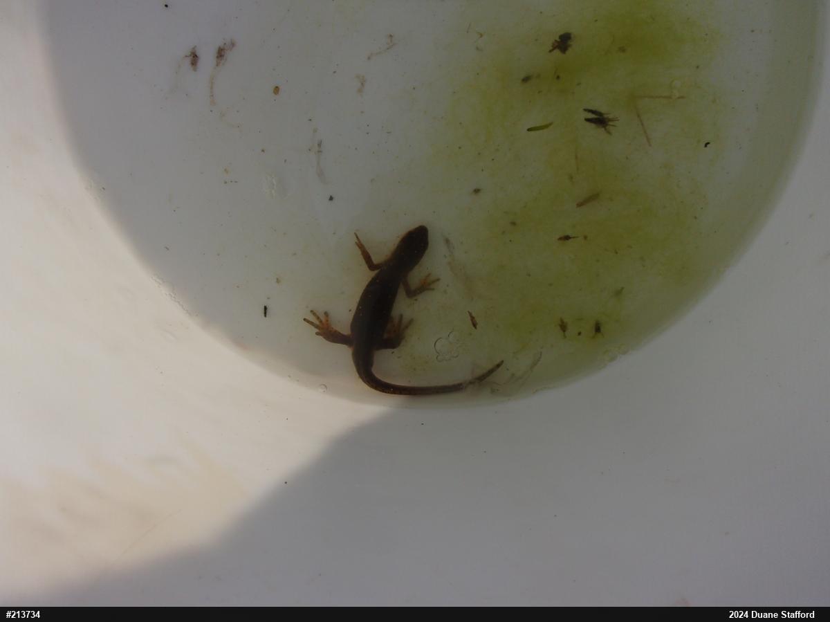 Red-spotted Newt