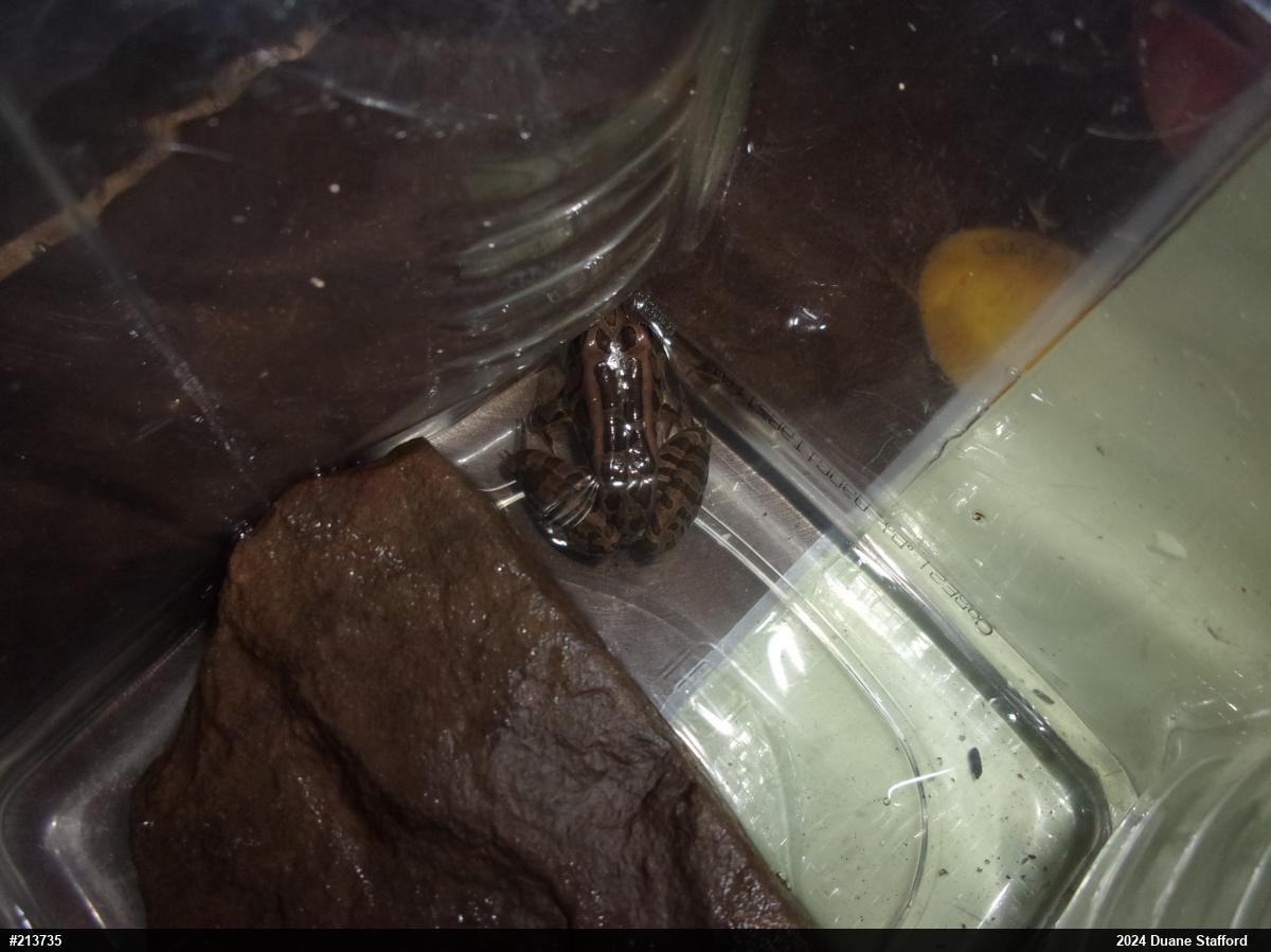 Pickerel Frog