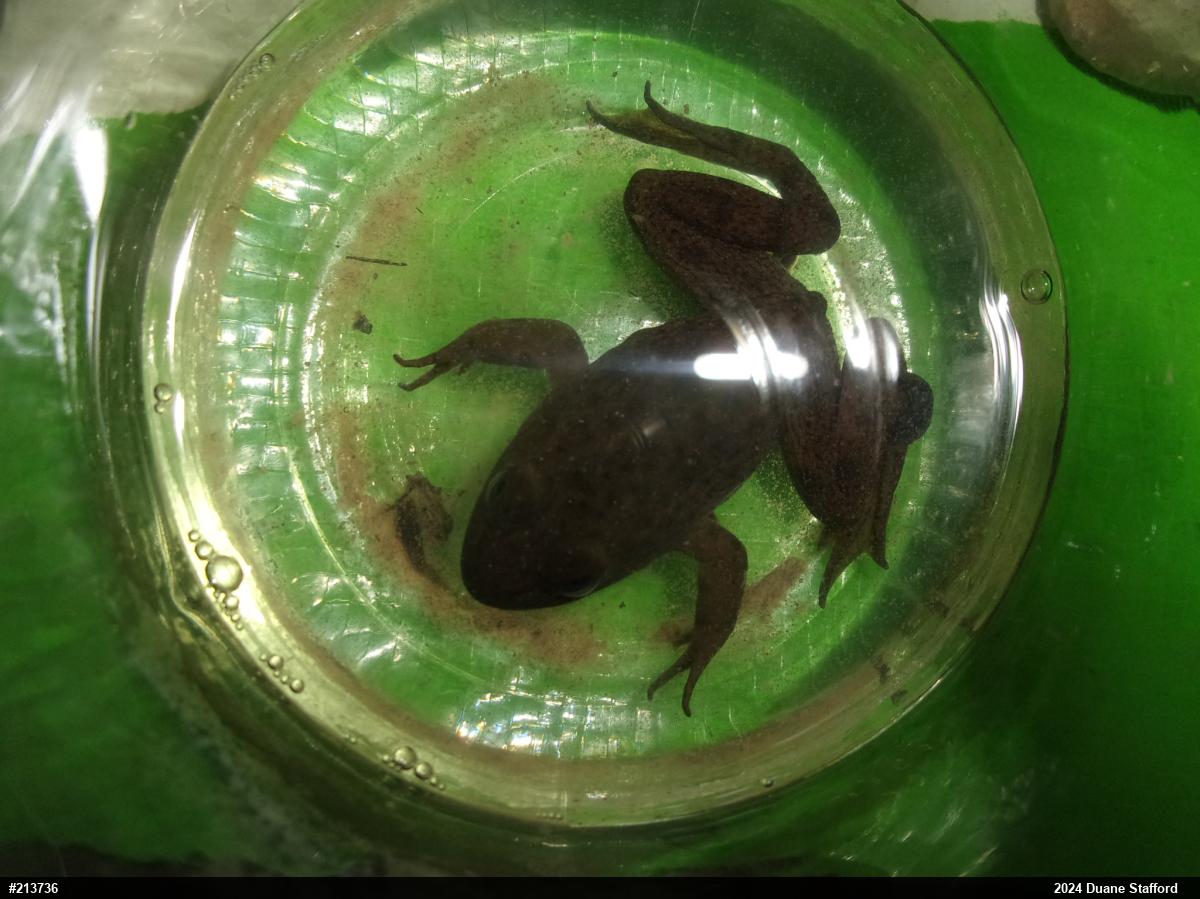 American Bullfrog