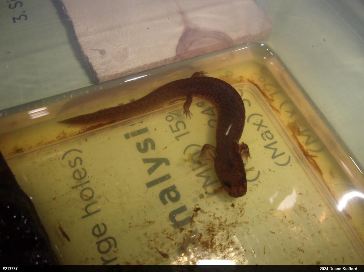 Northern Spring Salamander
