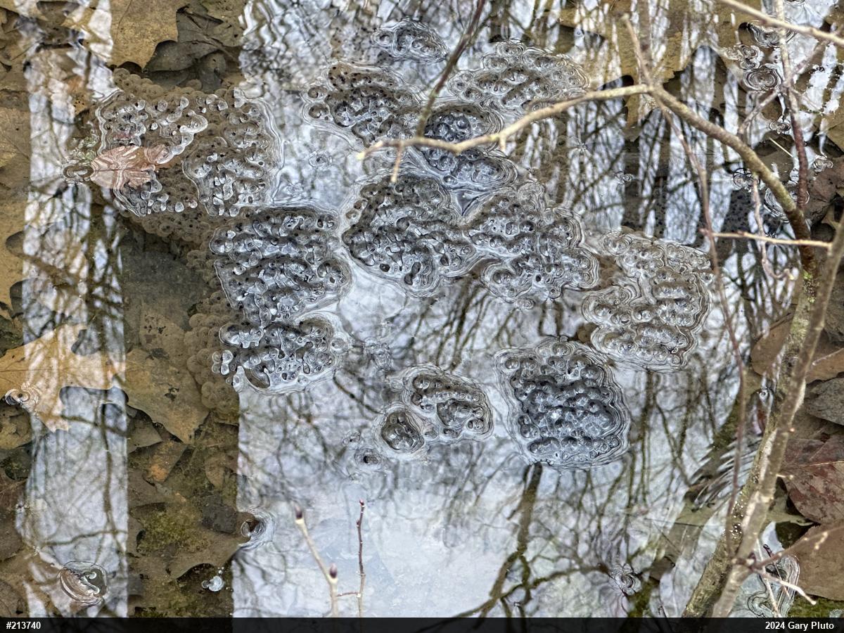 Wood Frog