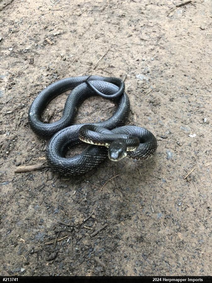 Eastern Ratsnake