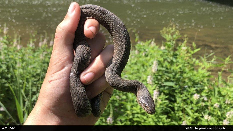Northern Watersnake