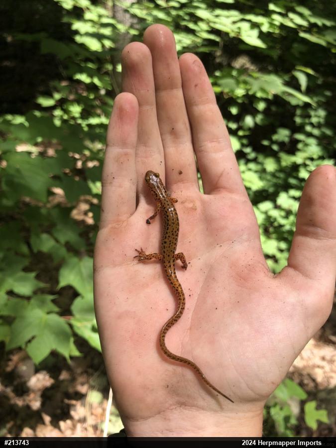 Eastern Long-tailed Salamander
