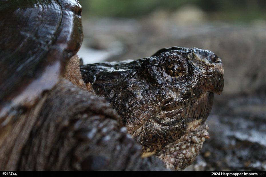 Snapping Turtle