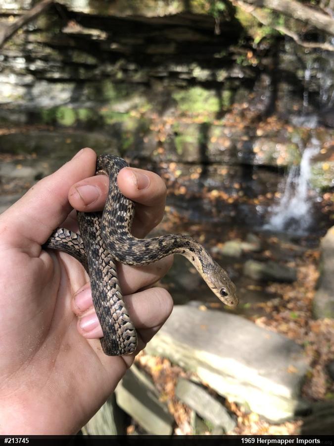 Eastern Gartersnake