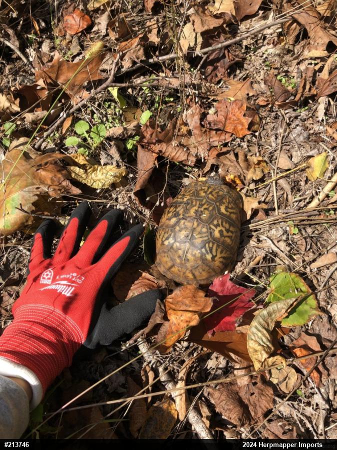 Eastern Box Turtle