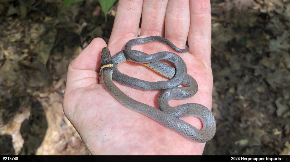 Northern Ring-necked Snake